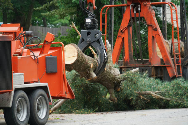 Best Tree Risk Assessment  in Fulton, MO