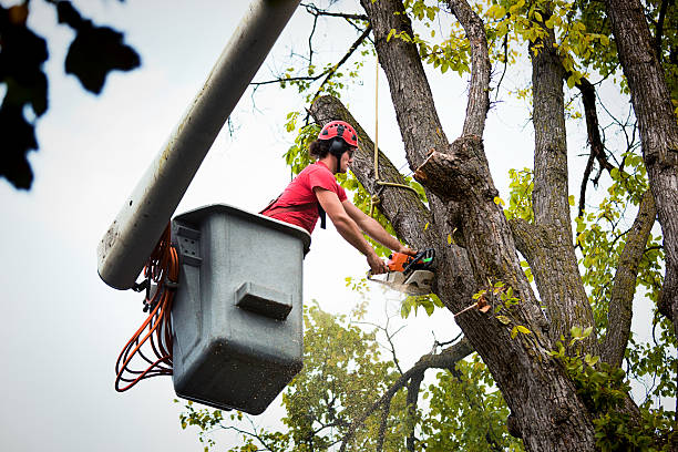 Best Storm Damage Tree Cleanup  in Fulton, MO